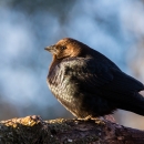A brown bird with black wings perched on a large branch