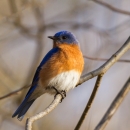 A bright blue bird with rust orange breast perched on a branch