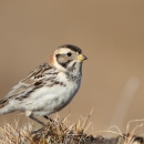 A small white-breasted bird with light and dark brown patterns on it's wings and head standing on dry grassland