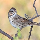 A white and brown striped bird standing on a branch