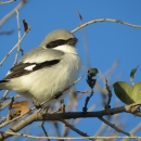 A light grey bird with black stripe on the side of it's head, white breast and dark wing tip and tail feathers