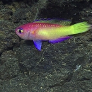 Bright, multi-colored fish swims in front of dark rocks.