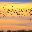 Sunset with birds migrating