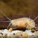 Peck's Cave Aphipod