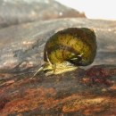 Oblong Rocksnail