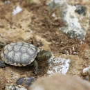 A green turtle walking across the rocky ground