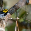 Golden-cheeked warbler
