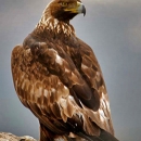 Golden eagle perched