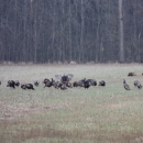 An image of a turkey flock in a field.