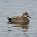 A brown duck with a dark bill and black tail feathers rests on a pond. 
