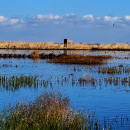 A wildlife observation blind can be seen in the middle of the marsh surrounded by marsh plants and areas of open water. 