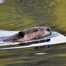 a beaver swimming
