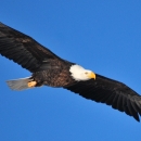 An adult bald eagle soars in front of a bright blue sky.