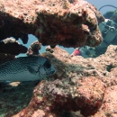 A diver finds an elusive painted sweetlip fish (Plectorhinchus picus). Photo: NOAA Fisheries