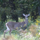 Image of deer in shrubs