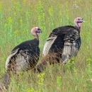 Image of two turkeys