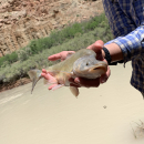 Image of a biologist holding a Humpback Chub with the Colorado River in the background