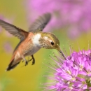 Tan colored hummingbird in mid-flight drinking from a purple flower