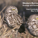 2025 Spring Tribal Coordination Meeting - Burrowing Owl presentation