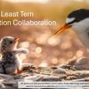 2026 Spring Tribal Coordination Meeting - CLT Conservation Collaboration Presentation
