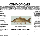 Common Carp Fact Sheet