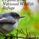 Three Sisters Springs Birding Brochure
