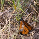 A monarch butterfly crawls on a small whorled milkweed amidst dried grass and shrubs.