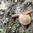 A closeup of a snail on the ground