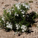 a small mounding flowering plant with five petaled white flowers