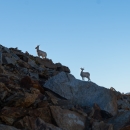 Bighorn sheep lined up on a ridge in the Sierras