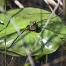 A frog rests on a lily pad in a wetland