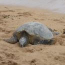 Female honu (Hawaiian green sea turtle) coming ashore on a sandy beach in Hawaii to lay her eggs.