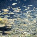 A school of hundreds of Pecos gambusia, some in fox and some not, in clear waters, just above the bottom of the water body.