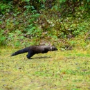 Fisher wearing tracking collar is released into Idaho forest