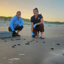 Staff from the Texas Parks and Wildlife Department and Coastal Program release Kemp’s ridley hatchlings at Padre Island National Seashore.