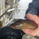 Asian Swamp Eel