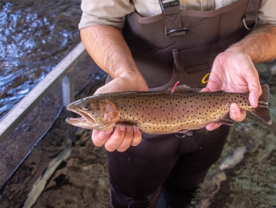 A brownish fish with hints of pink and yellow, and is covered in small spots being held just above a tank of water.