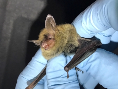 Small bat with long ears held by two hands wearing blue gloves