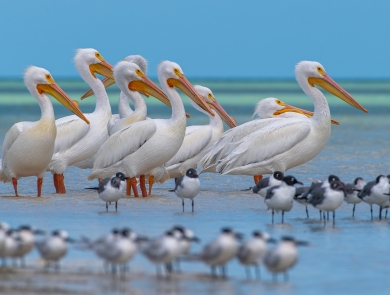 American white pelicans in Mexico