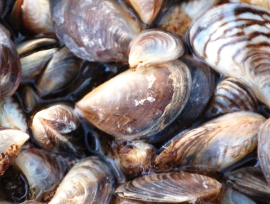 A couple dozen mussels with brown-black-and-white-striped shell together on the ground