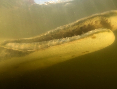 a large alligator gar mouth from below