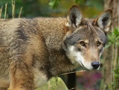 Side view of a red wolf, showing head and shoulders