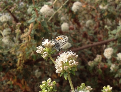 white butterfly with black and orange spots sits on white flower