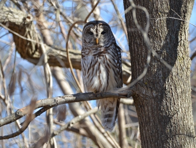 barred owl perched in a tree