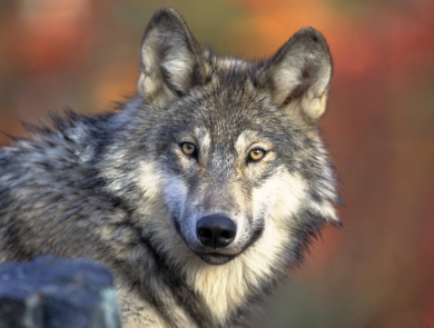 gray wolf lying down with head turned to camera