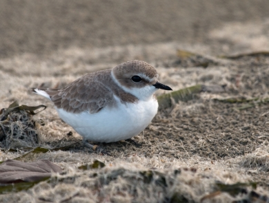 Snowy Plover