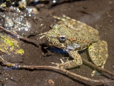 a Foothill yellow-legged frog in a stream