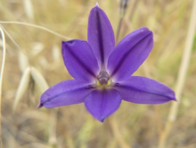 Close up of the brodiaea filifolia plant with purple leaves