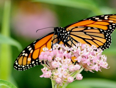 A monarch butterfly sips nectar from a swamp milkweed flower