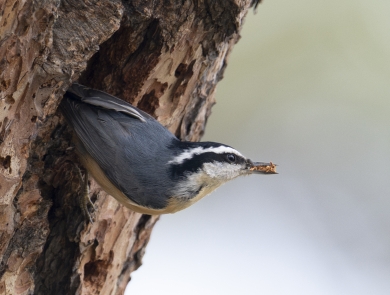a golf-ball sized bird with a gray body and a black and white striped head removes wood debris from a tree cavity. 